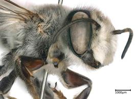   Megachile rhodesica nbsp;male, photo: Colleen Meidt
