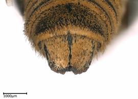   Megachile fervida nbsp;male T6, photo: Colleen Meidt 
