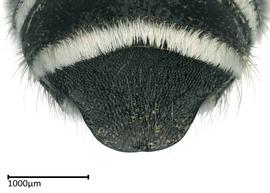   Megachile furcata nbsp;male T6, photo: Colleen Meidt 
