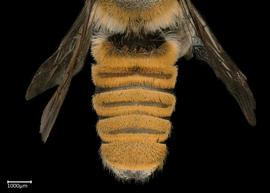   Megachile bicolor  male abdomen, photo: Colleen Meidt 
