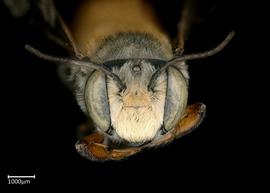   Megachile bicolor  male face, photo: Colleen Meidt 
