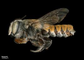   Megachile bicolor  male lateral habitus, photo: Colleen Meidt 
