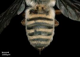   Megachile discolor  female abdomen, photo: Brooke Bagot 
