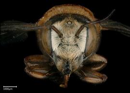   Megachile discolor  female face, photo: Brooke Bagot 
