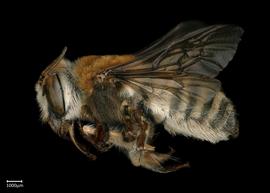   Megachile discolor  female lateral habitus, photo: Brooke Bagot 
