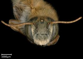   Megachile vestis  male face, photo: Brooke Bagot 
