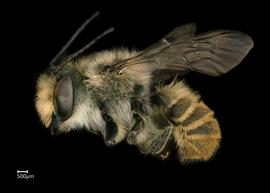   Megachile zapotekanbsp; male lateral habitus, photo: Colleen Meidt 
