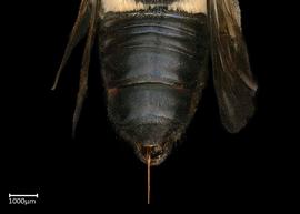   Megachile conjuncta  female abdomen, photo: Colleen Meidt 

