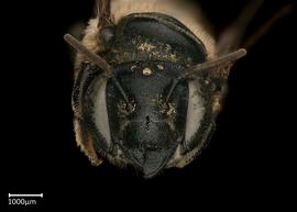   Megachile conjuncta  female face, photo: Colleen Meidt 
