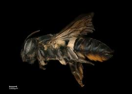   Megachile conjuncta  female lateral habitus, photo: Colleen Meidt 
