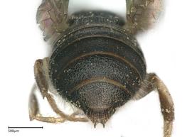   Ceratina bispinosa , male abdomen. photo: Brooke Bagot 
