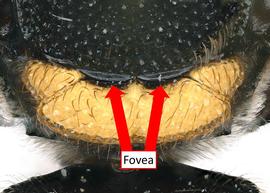   Anthodioctes calcaratum  male scutoscutellar suture forming two strong foveae, photo: C. Ritner 
