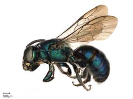   Ceratina tegmata  female lateral habitus. Photo: Chelsey Ritner 
