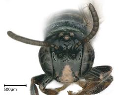   Ceratina sp . male face. photo: Brooke Bagot 
