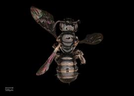   Ceratina  sp. female dorsal habitus, photo: Joshua Hengel 
