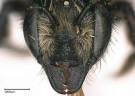   Megachilenbsp;melanophaea nbsp;female face, photo: Colleen Meidt 

