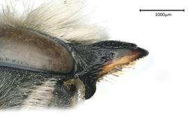   Megachilenbsp;perihirta nbsp;male mandible, photo:nbsp;Colleen Meidt 
