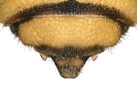   Paranthidium jugatorium butleri  male terga, photo: C. Ritner 
