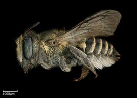   Megachile rotundata  female lateral habitus, photo: Colleen Meidt 

