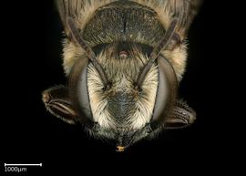   Megachile rotundata  female lateral habitus, photo: Colleen Meidt 
