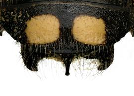   Anthidium palmarum  male, dorsal view of seventh tergum (T7), photo: Jeni Sidwell 
