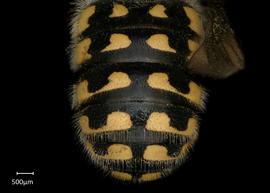   Anthidium palmarum nbsp;male abdomen, photo: Jeni Sidwell 
