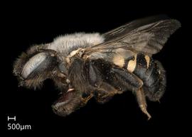   Anthidium atripes nbsp;female lateral habitus, photo: Tevan Brady 
