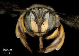   Anthidium edwardsii nbsp;female face, photo: Tevan Brady 
