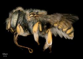   Anthidium edwardsii nbsp;female lateral habitus, photo: Tevan Brad 
