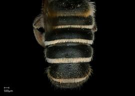   Megachile inimica  male abdomen, photo: Jeni Sidwell 
