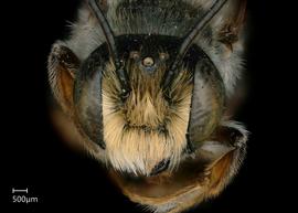   Megachile inimica  male face, photo: Jeni Sidwell 
