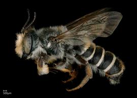   Megachile inimica  male lateral habitus, photo: Jeni Sidwell 
