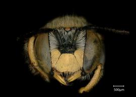  Fig 5,nbsp; Anthidium mormonum  nbsp; male face, photo: Jeni Sidwell 
