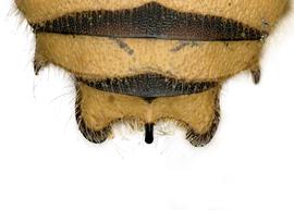  Fig 9,  Anthidium mormonum  male, dorsal view of seventh tergum (T7), photo: Jeni Sidwell 
