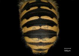  Fig 7,nbsp; Anthidium mormonum  nbsp; male abdomen, photo: Jeni Sidwell 
