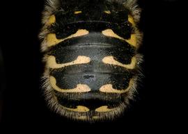   Anthidium palliventre  male abdomen, photo: Jeni Sidwell 
