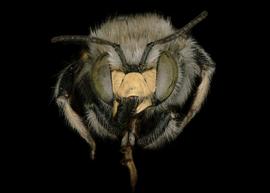   Anthidium palliventre  male face, photo: Jeni Sidwell 
