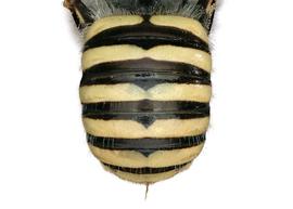   Anthidium rodecki  female abdomen, photo: C. Ritner 
