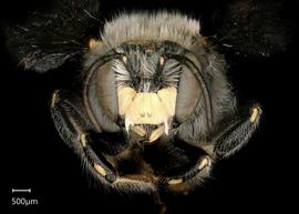   Anthidium emarginatumnbsp; male face, photo: Tevan Brady 
