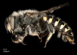  Anthidium emarginatumnbsp; male lateral habitus, photo: Tevan Brady 
