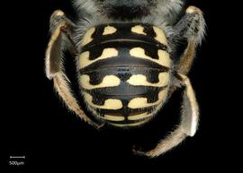   Anthidium labergei nbsp;male abdomen, photo: Chelsey Ritner
