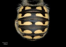   Anthidium labergei nbsp;female abdomen, photo: Chelsey Ritner 
