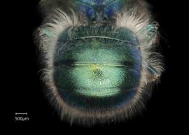   Osmia ribifloris  male abdomen, photo: Chelsey Ritner 
