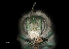   Osmia ribifloris  male face, photo: Chelsey Ritner 
