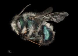   Osmia ribifloris  male lateral habitus, photo: Chelsey Ritner 
