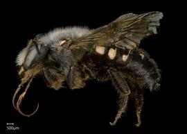   Anthidium atripes nbsp;male lateral habitus, photo: Tevan Brady 
