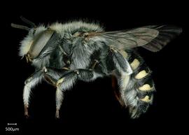   Anthidium utahense nbsp;male lateral habitus, photo: Chelsey Ritner 
