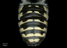   Anthidium utahense nbsp;male abdomen, photo: Chelsey Ritner 
