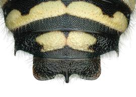   Anthidium utahense  male, dorsal view of seventh tergum (T7), photo: Chelsey Ritner 
