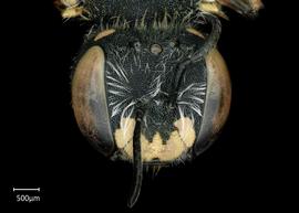   Anthidium utahense nbsp;female face, photo: Chelsey Ritner
